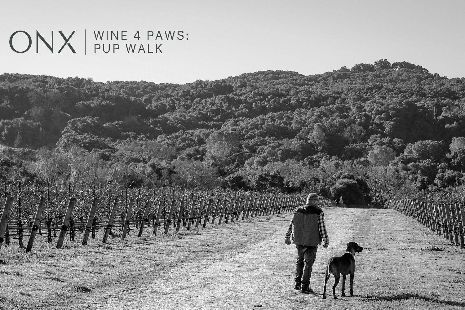 Wine 4 Paws: Vineyard Pup Walk