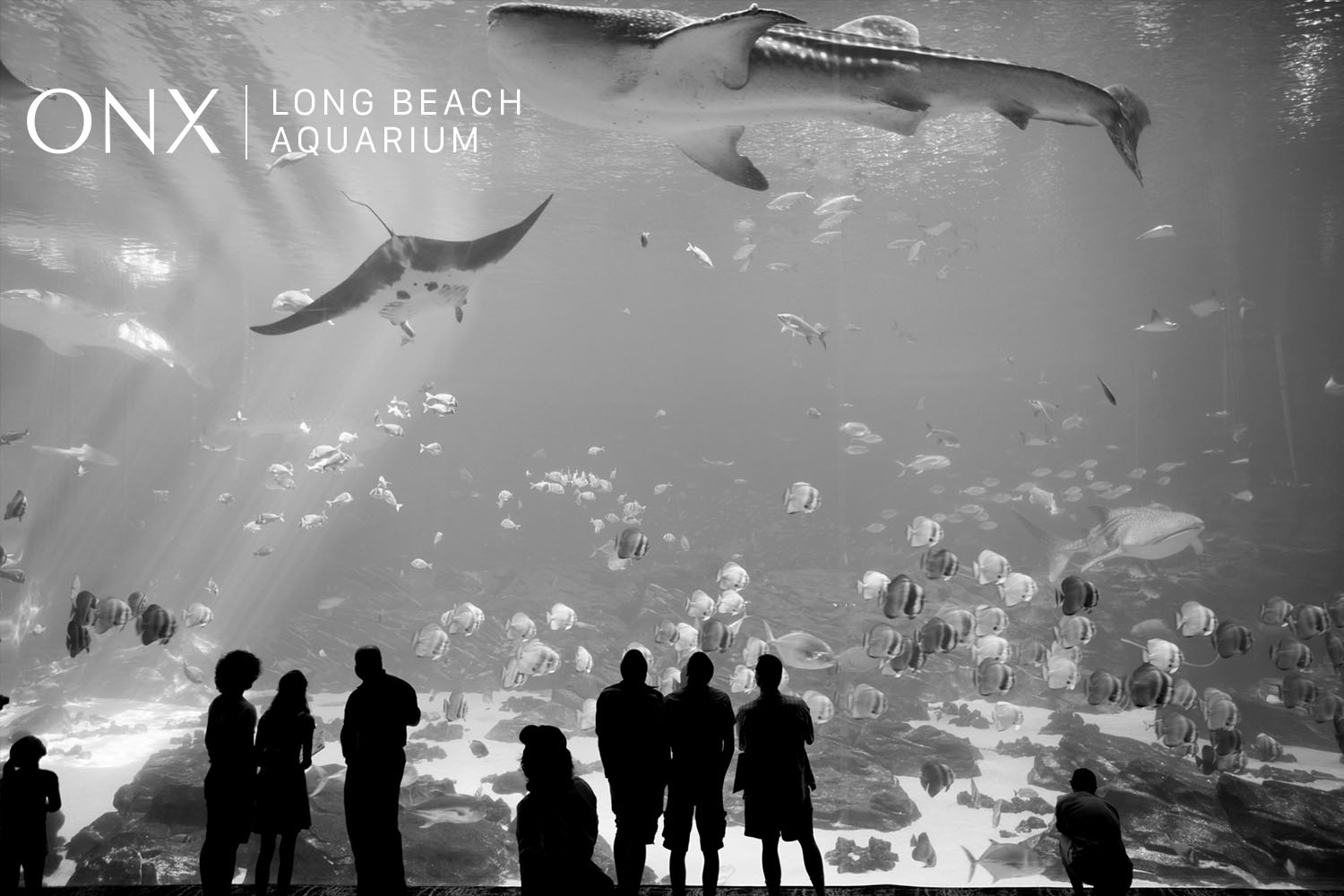 An Evening with ONX Wines at the Aquarium of the Pacific