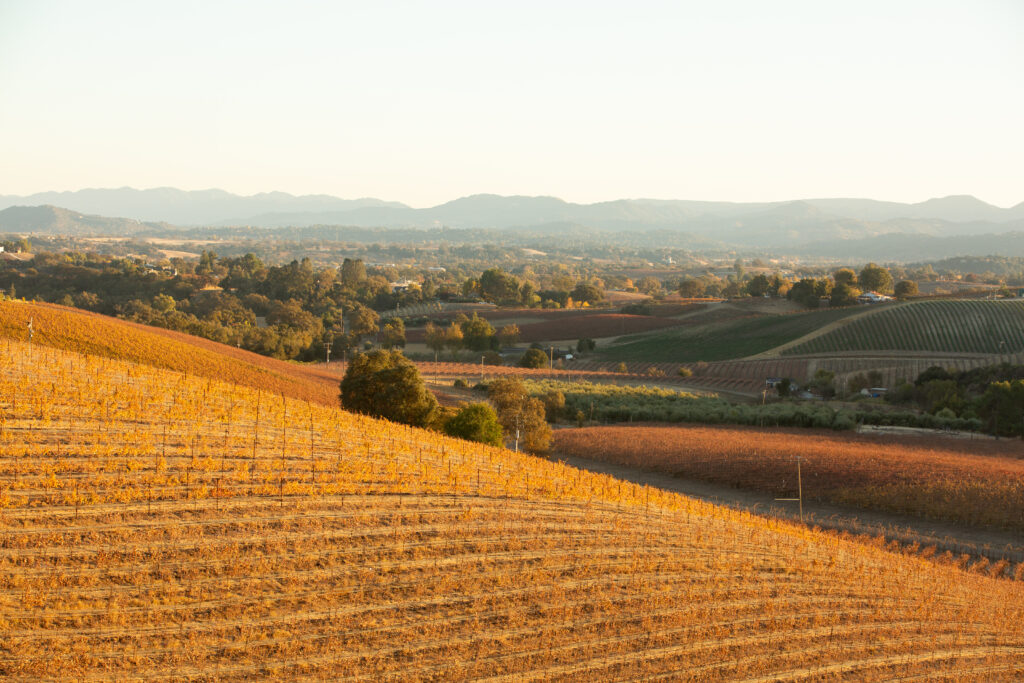 Golden hour over the Willow Creek AVA vineyard hills