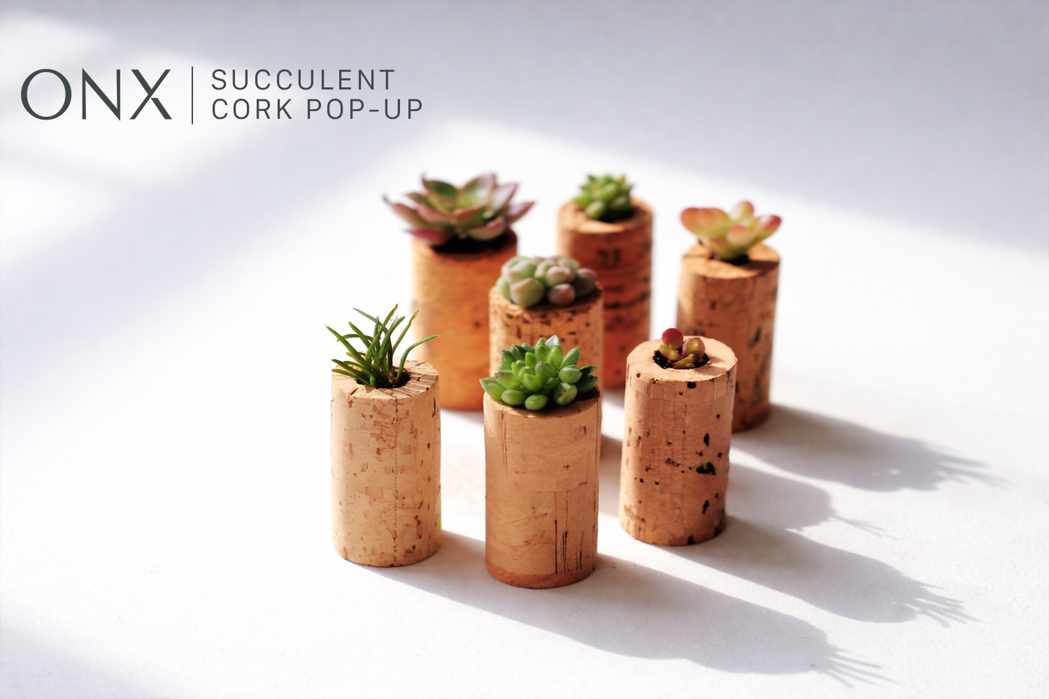 Succulent Cork Pop Up