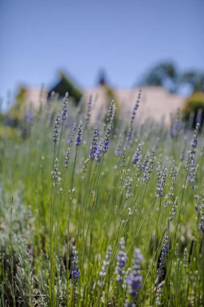 Lavender growing on the ONX Estate