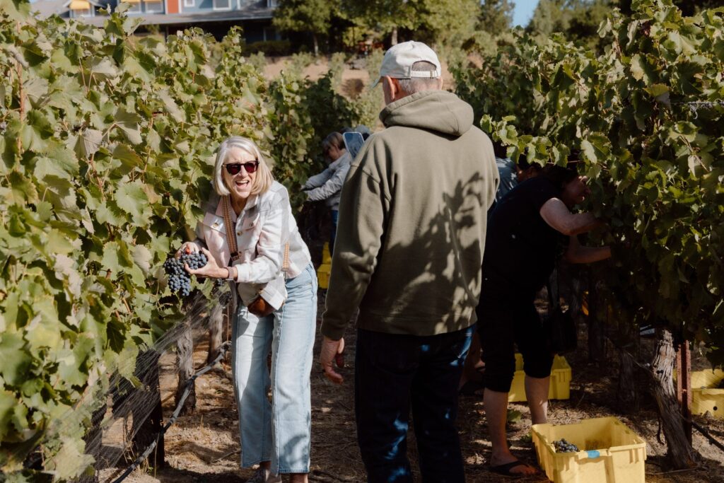 Members picking grapes in the vines during the ONX harvest experience