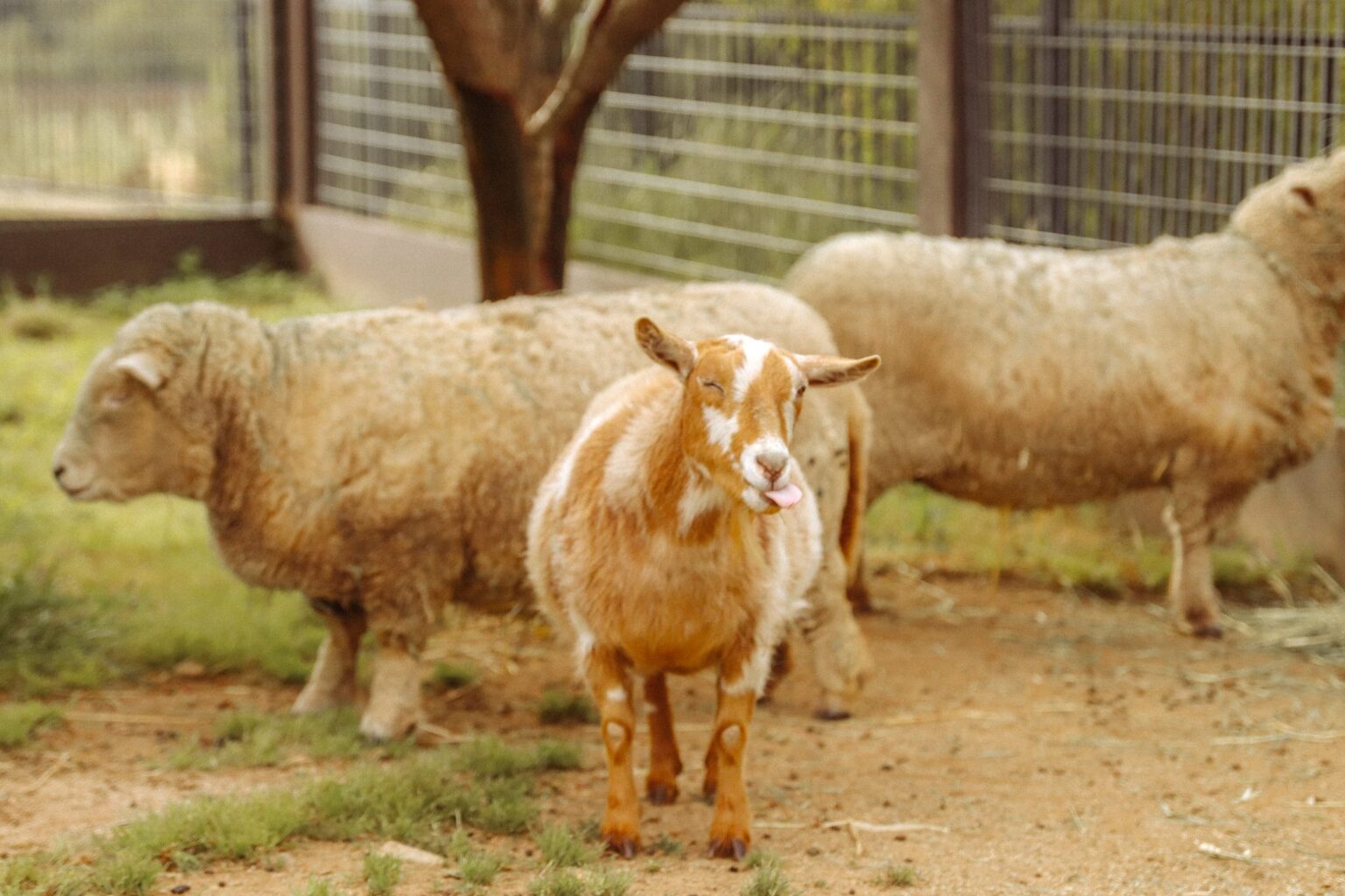 Sheep and a goat in the pen at the ONX estate