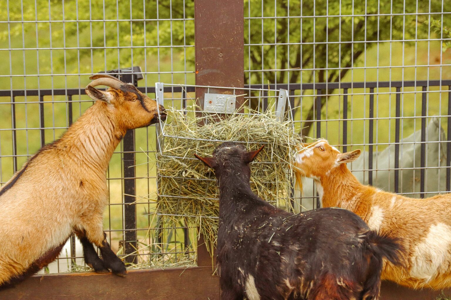 Goats pulling hay from a feeder at the ONX estate