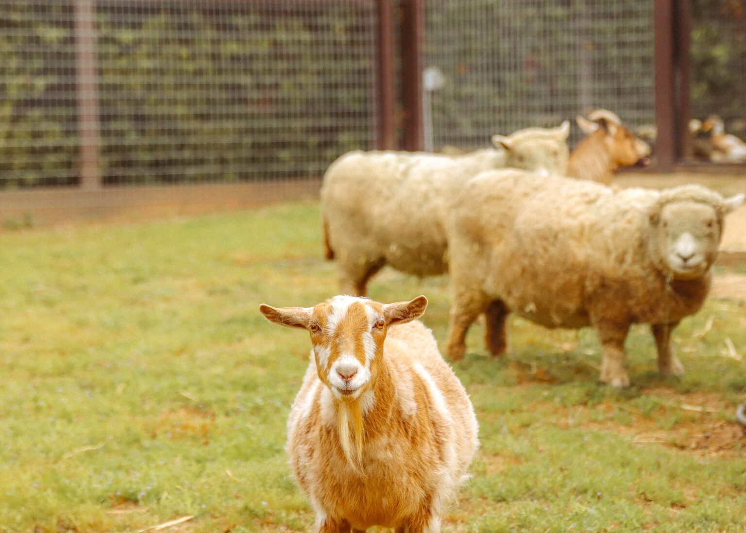 A goat and sheep looking toward the camera in the pen at the ONX estate