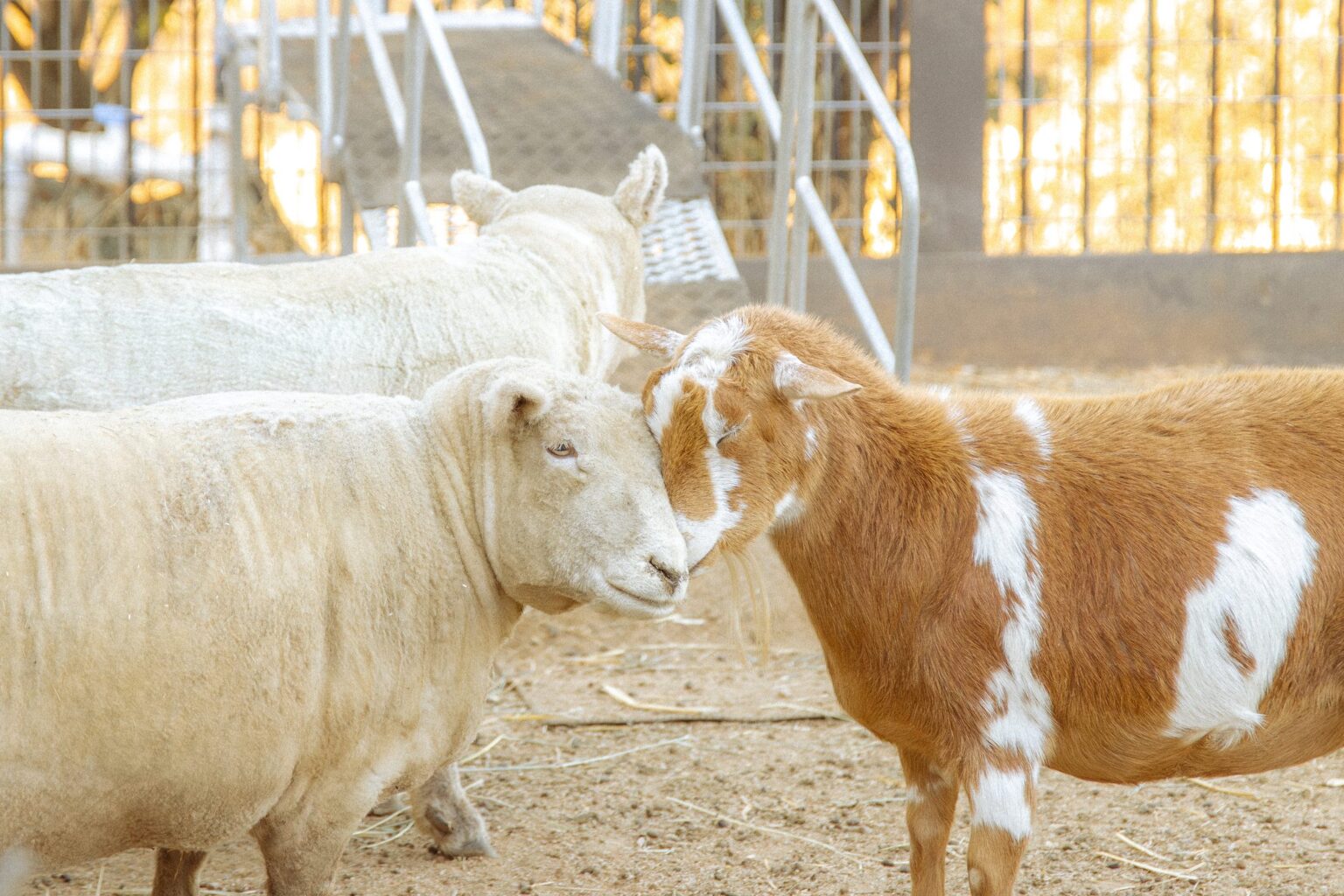 Two sheep nuzzling in golden light at the ONX estate