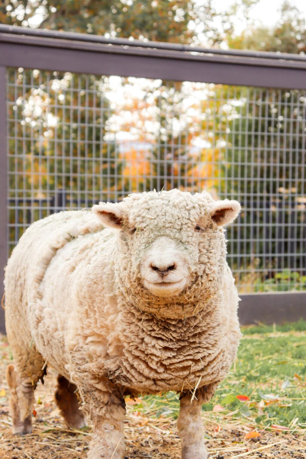 A woolly sheep facing the camera at the ONX estate