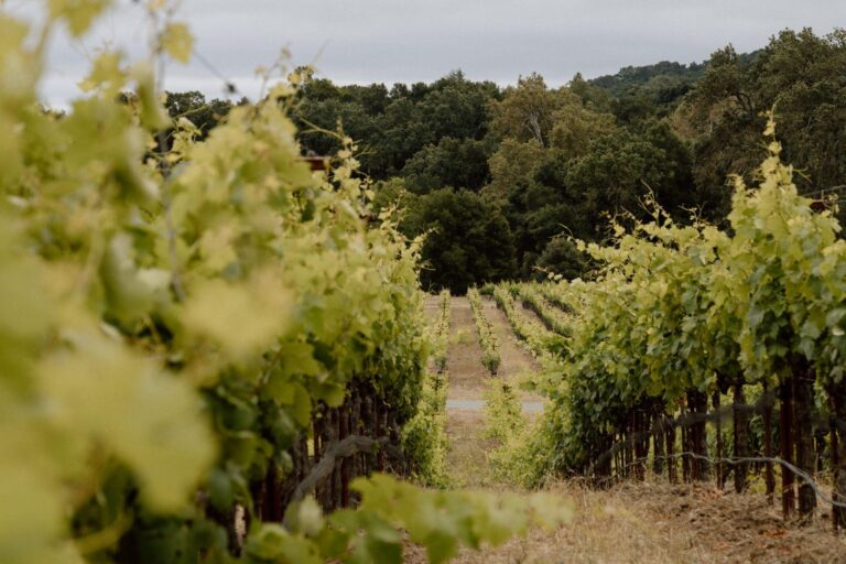 Golden vineyard hills during harvest season