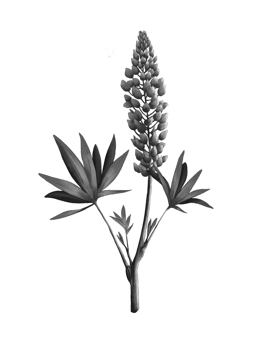 onx-botanical-grey-lupine