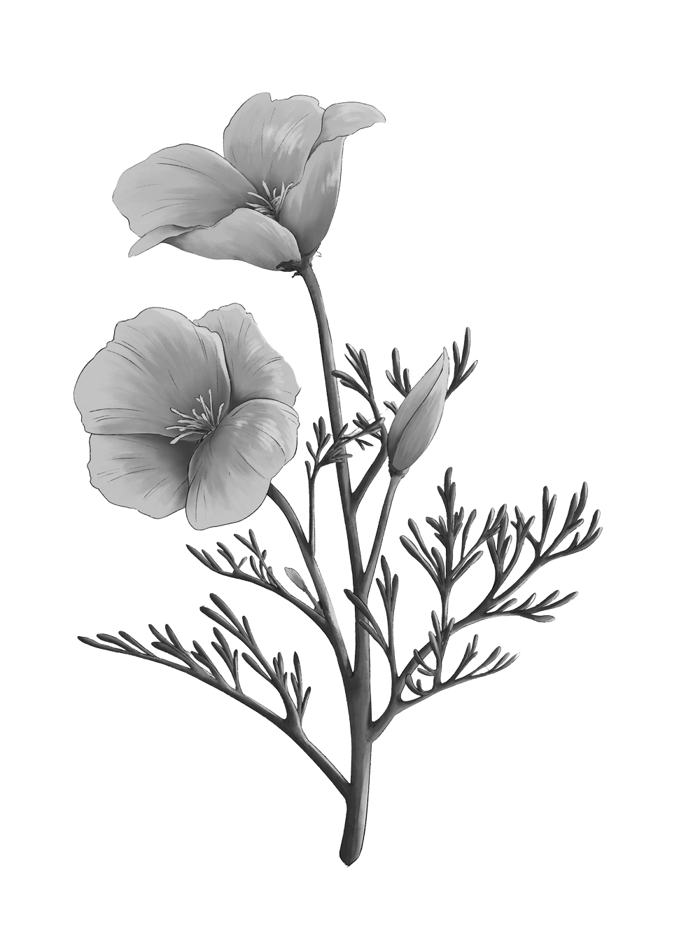onx-botanical-grey-poppy