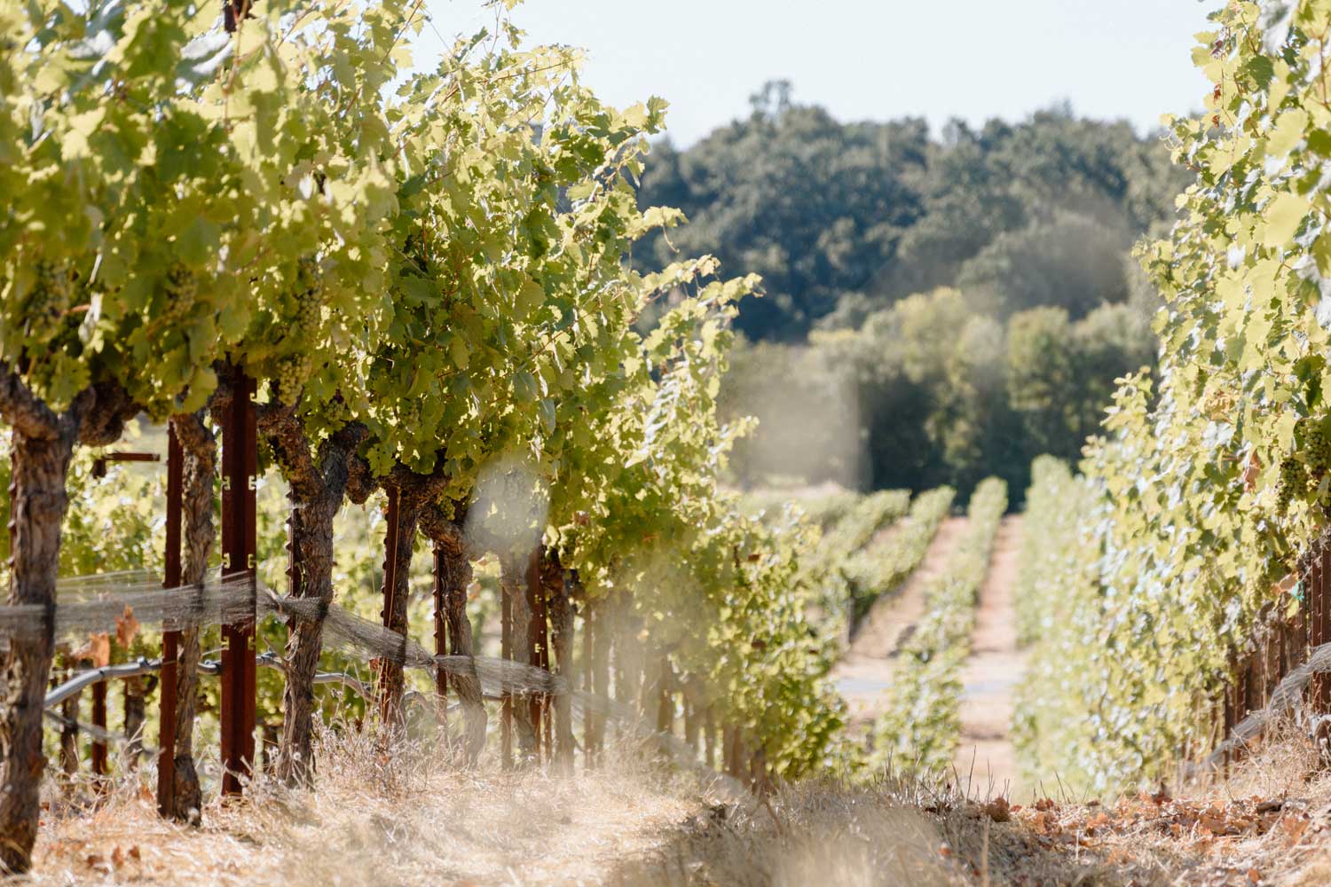 onx_vineyard_1600